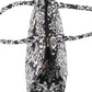 Rajwada Black And White Woven Tote Bag for Women